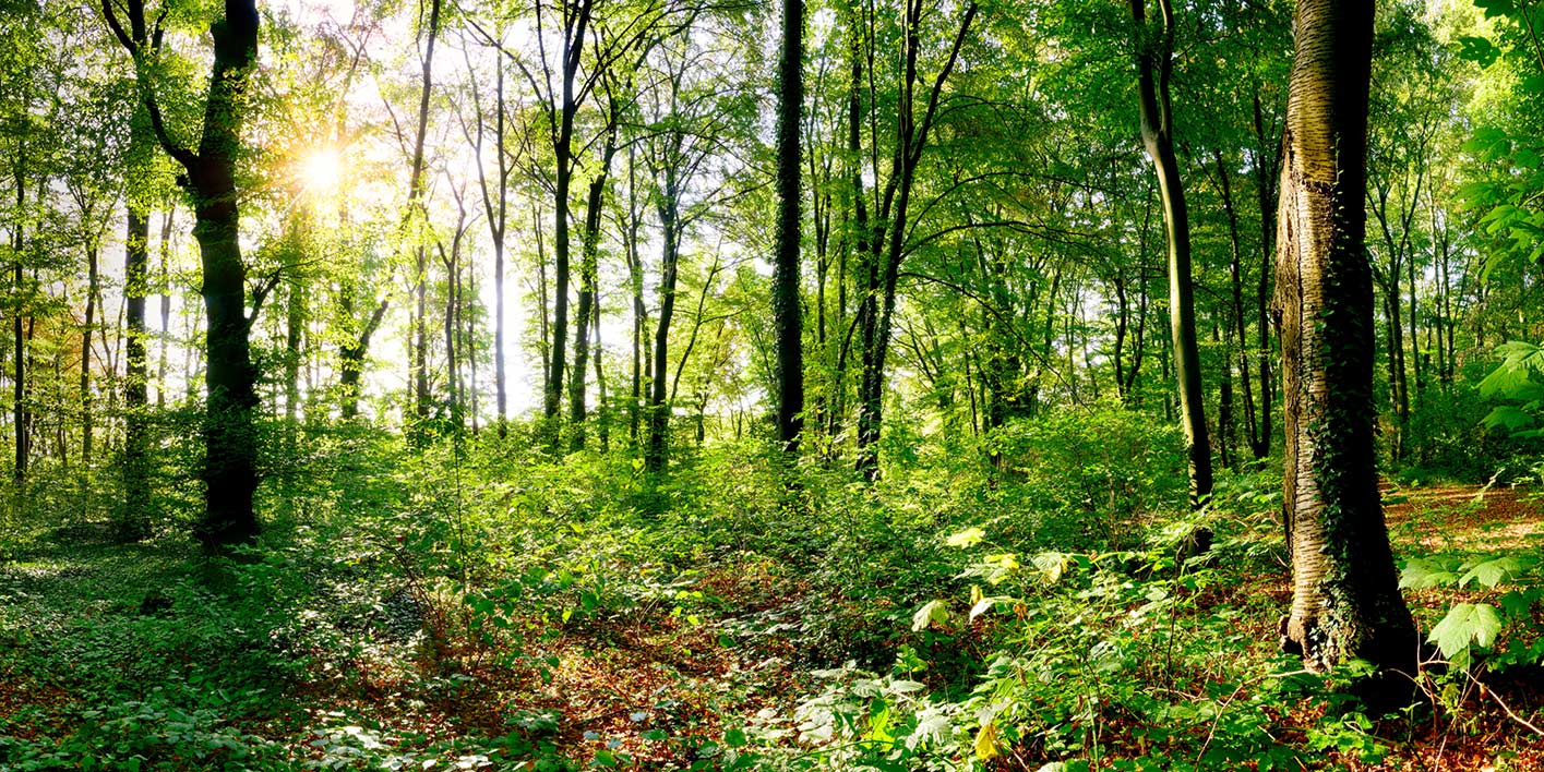 Mit Holz renovieren - ein altbewährter Trend neu belebt Blick in einen deutschen Laubwald - Buchenwald